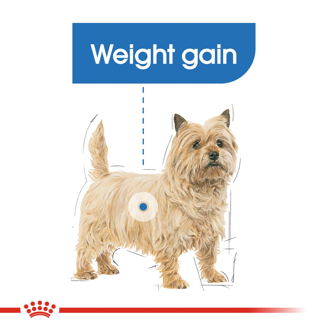 royal canin mini weight care