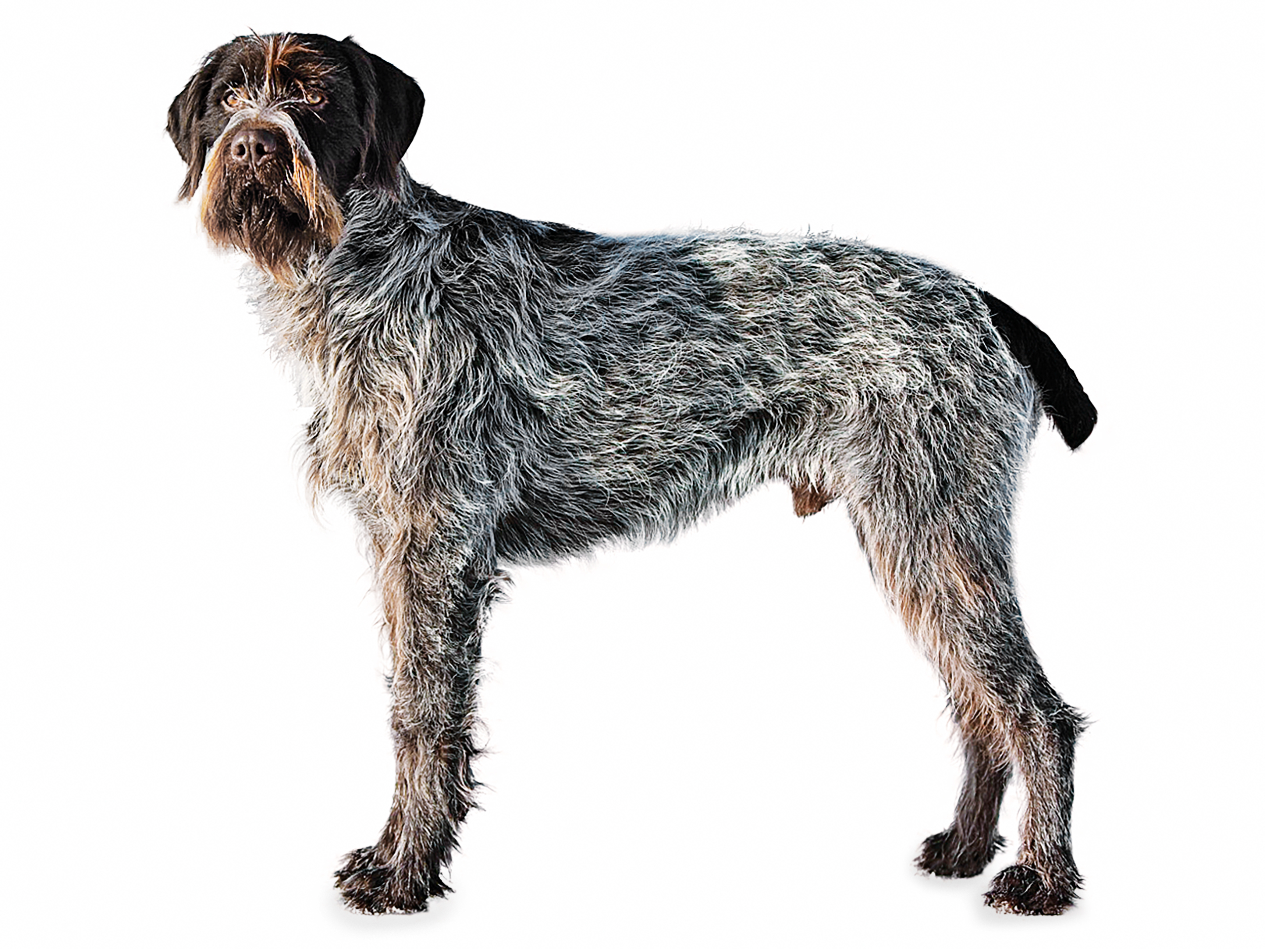 royal canin bloodhound