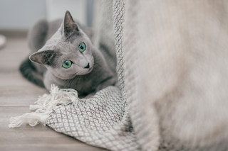 КОШАЧЬЯ ТРЕВОГА И КОШАЧИЙ СТРЕСС КАК ПОМОЧЬ