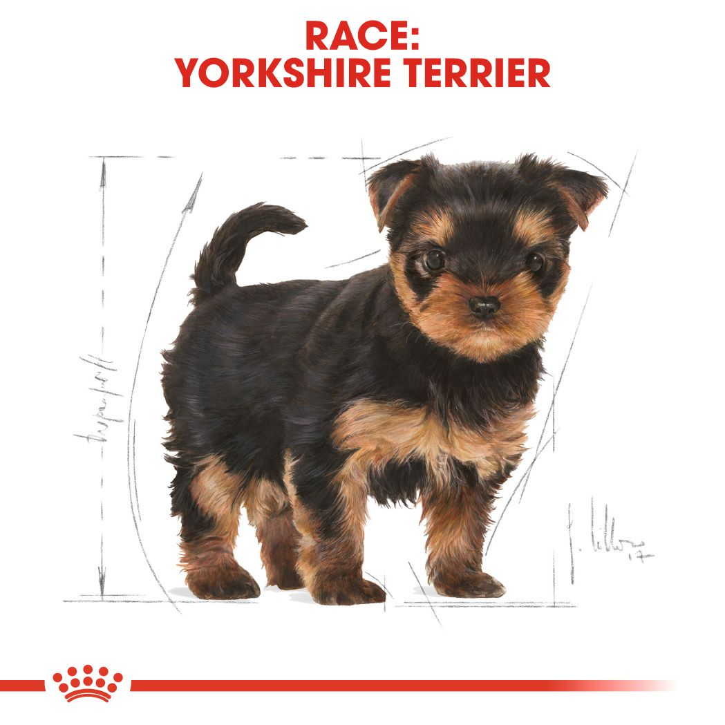 Yorkshire Terrier Puppy