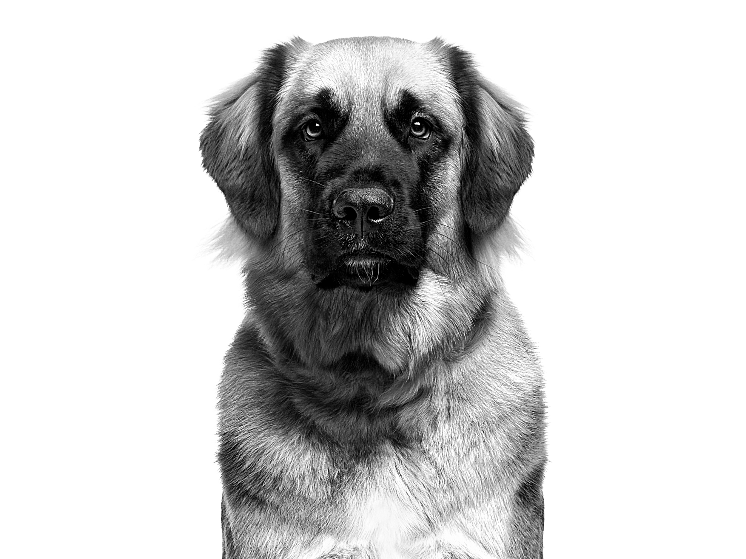 Leonberger adult in black and white