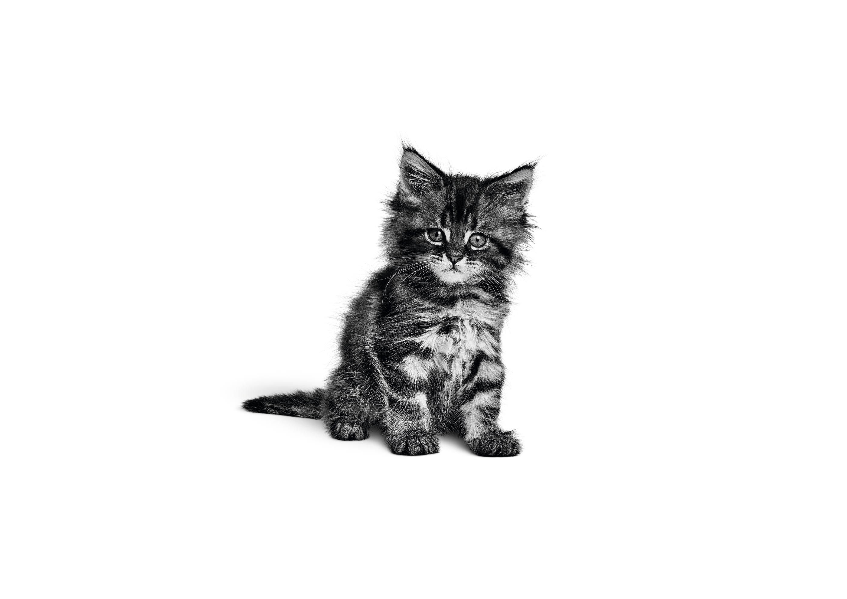 Maine Coon kitten sitting in black and white on a white background