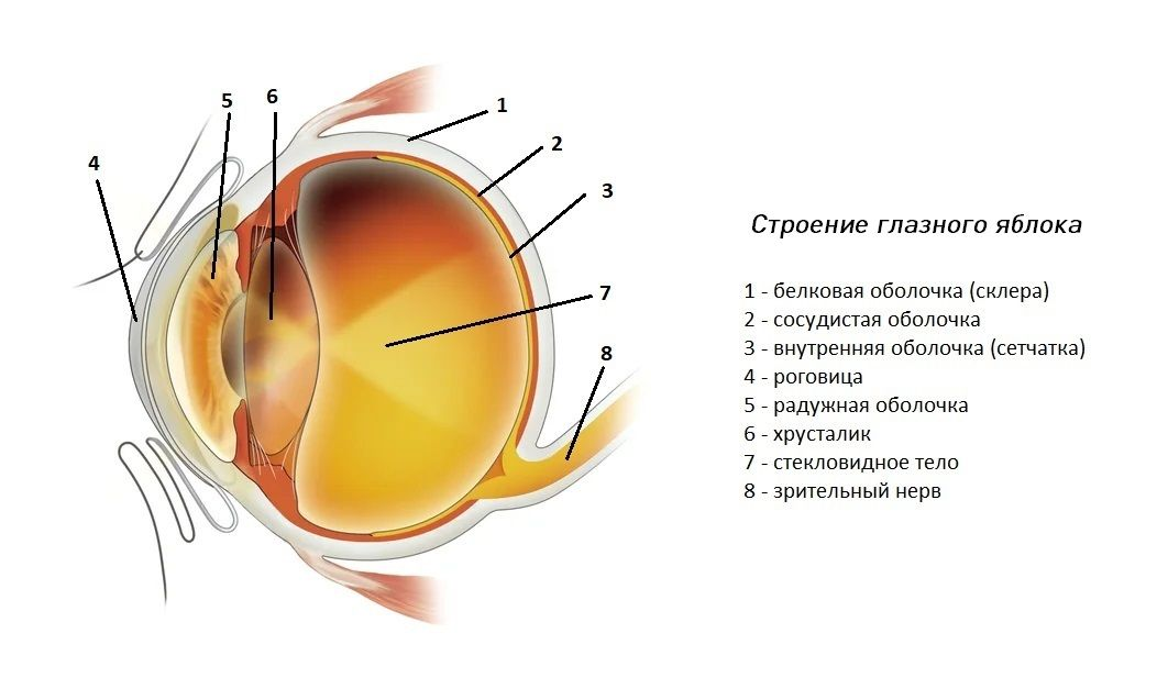 Как Видят Коты Фото