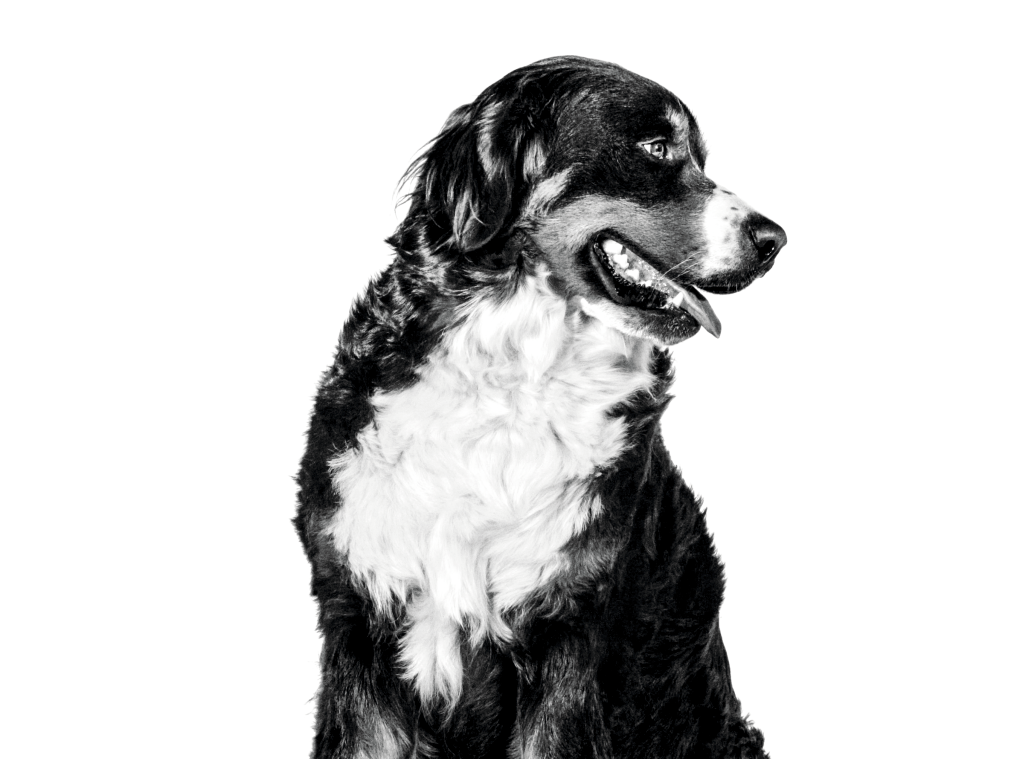 Bernese Mountain Dog sitting with mouth open in black and white