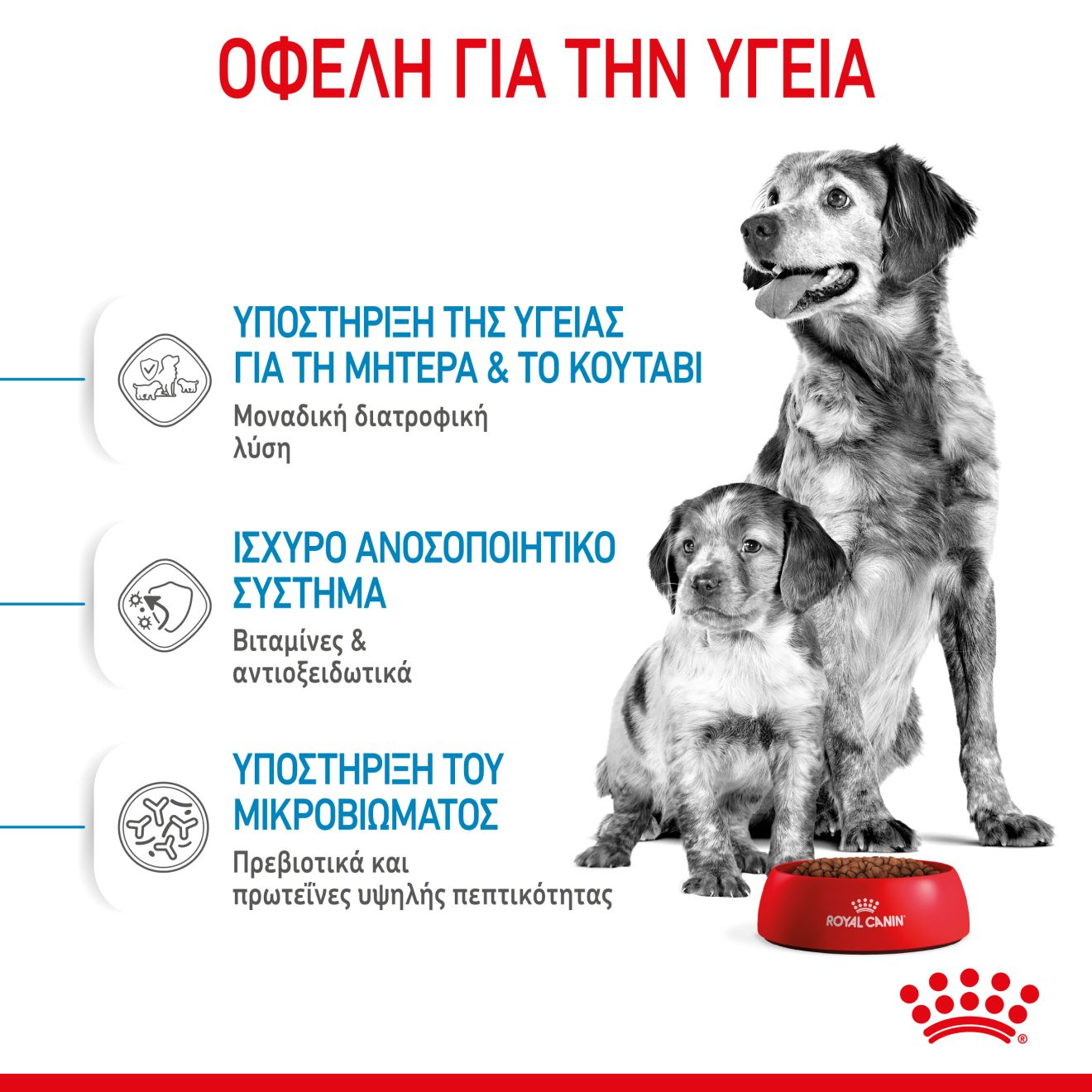 STARTER Mother & Babydog - MEDIUM