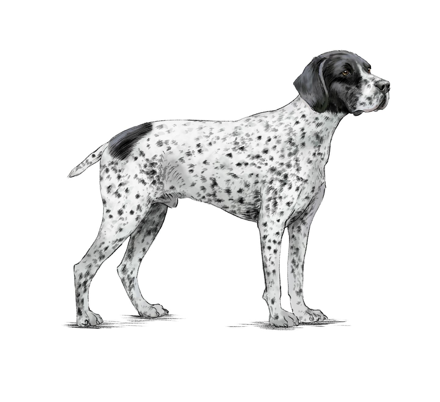 Auvergne Pointer adult in black and white