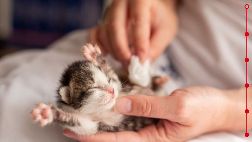 woman stimulating kitten bowel movements