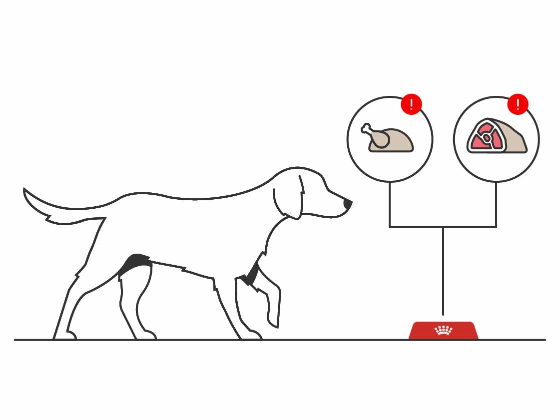 Illustration of a dog walking towards a red bowl