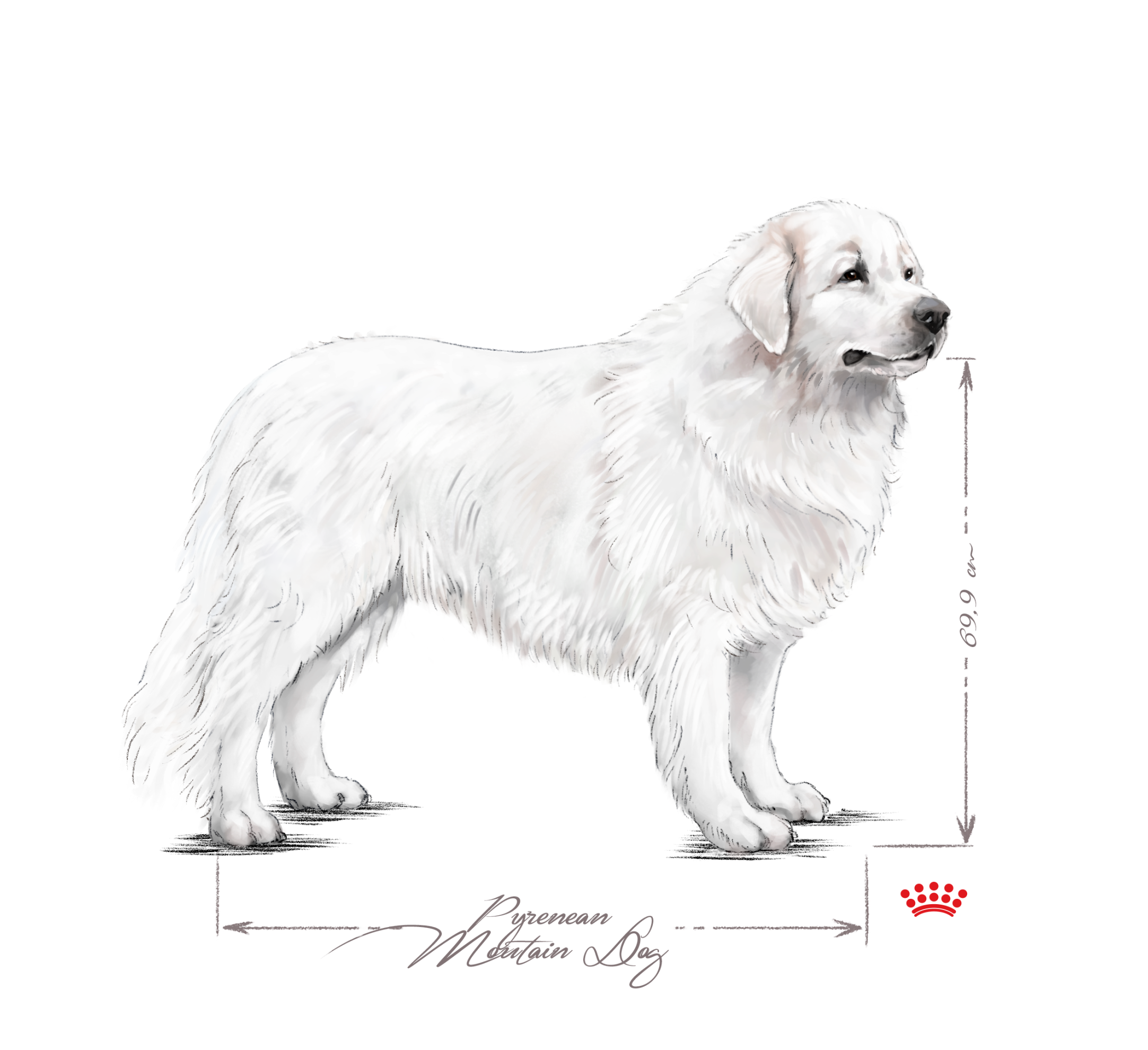 Pyrenean Mountain Dog adult black and white