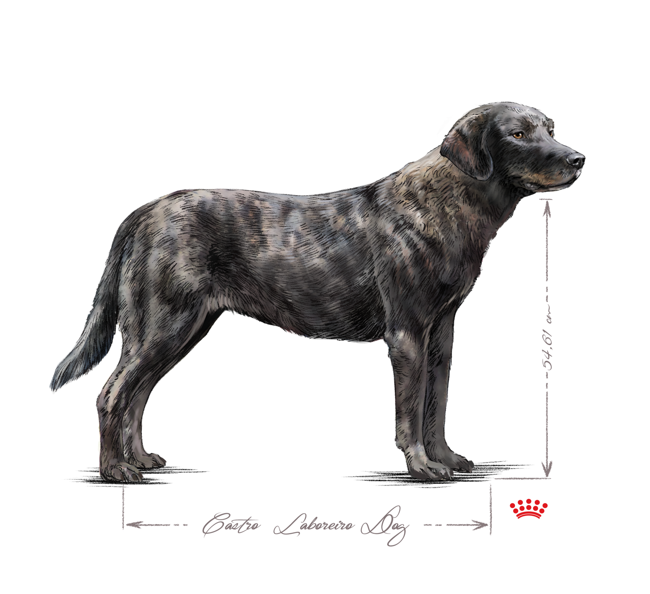 Castro Laboreiro Dog adult in black and white