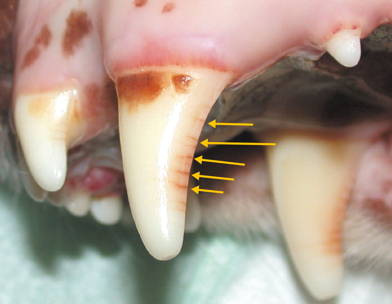 Patologías dentales en el perro y el gato Royal Canin