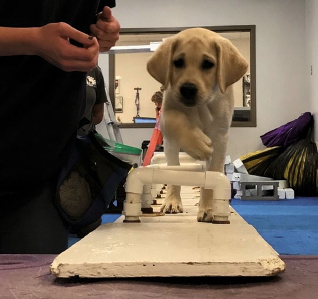 Chiot Labrador de 14 semaines apprenant à naviguer sur des rails de cavalettis. 