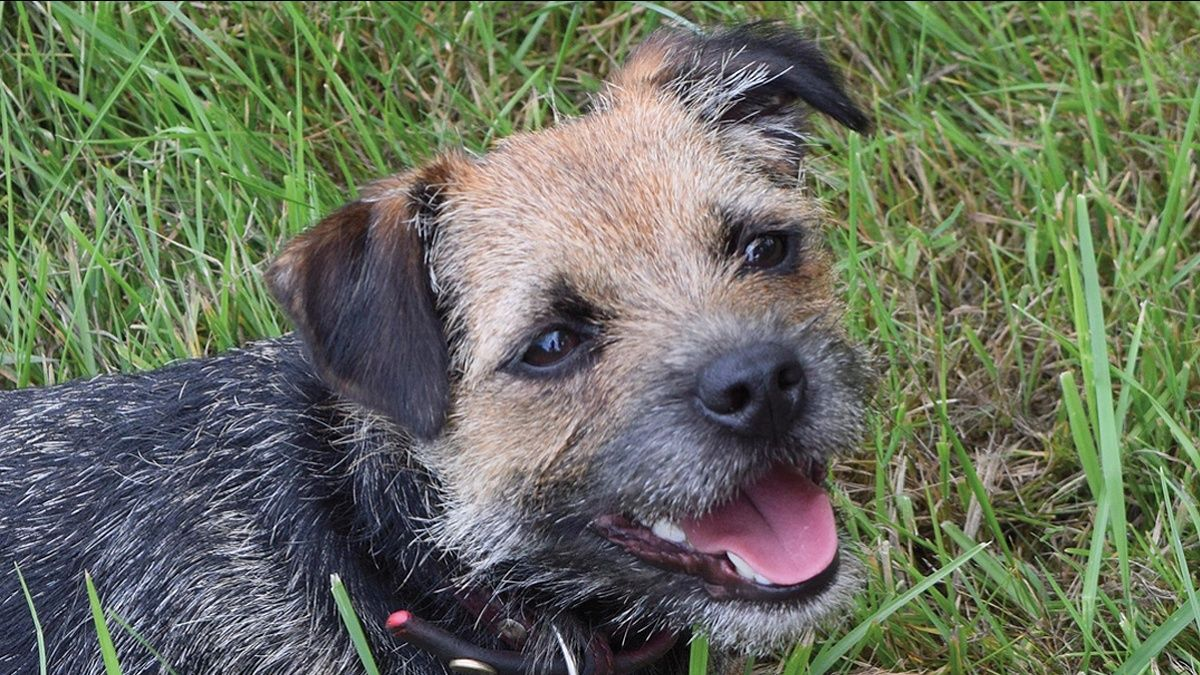 La dyskinésie paroxystique liée à une sensibilité au gluten chez le Border Terrier