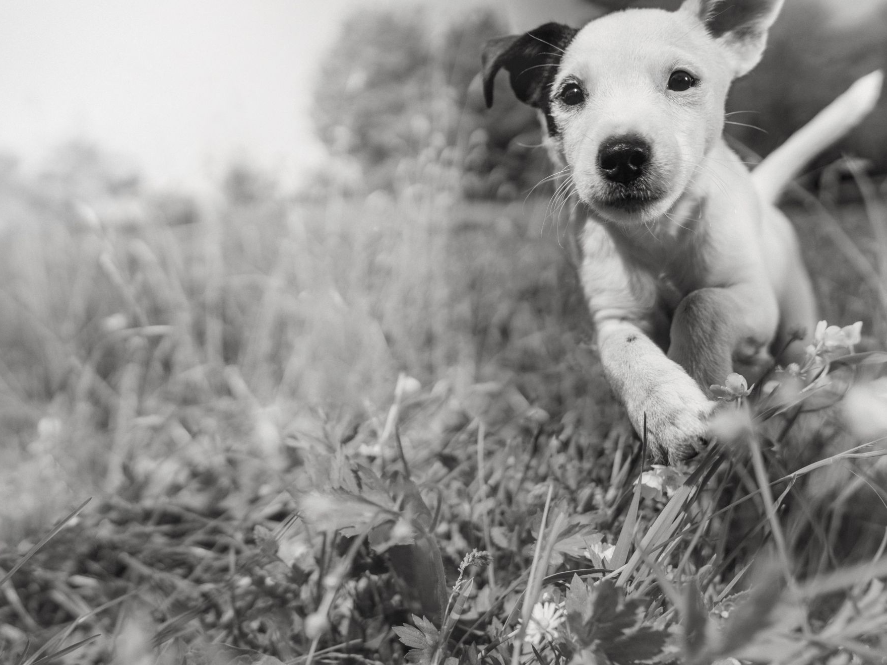 Puppy rent door het gras in zwart-wit