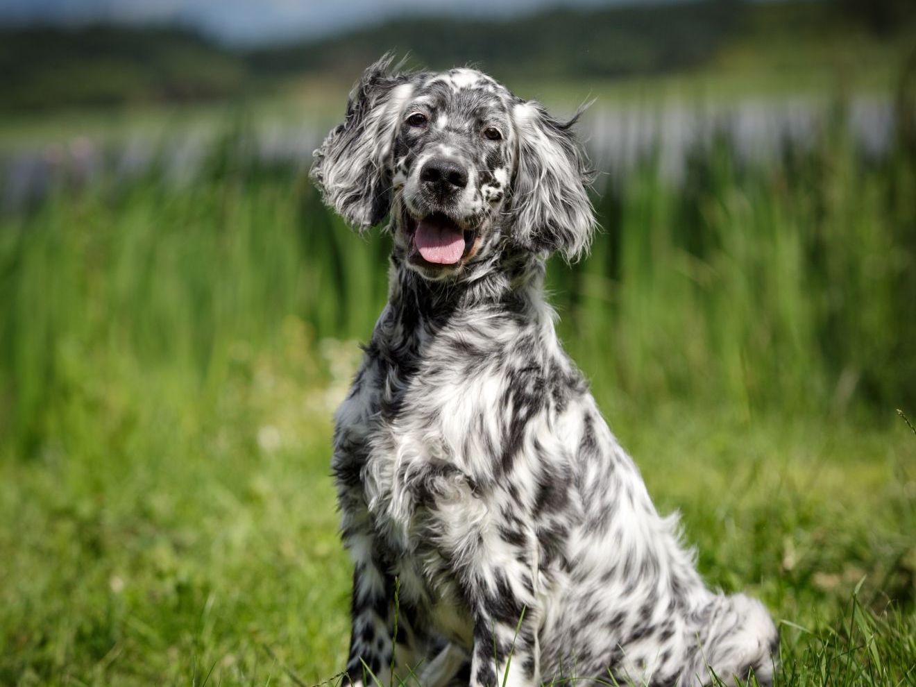 Chiot setter anglais Lawerack couché dans l'herbe en été