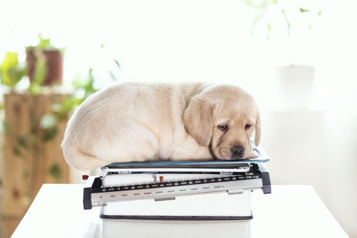 Puppy at veterinarian office, measuring on scales