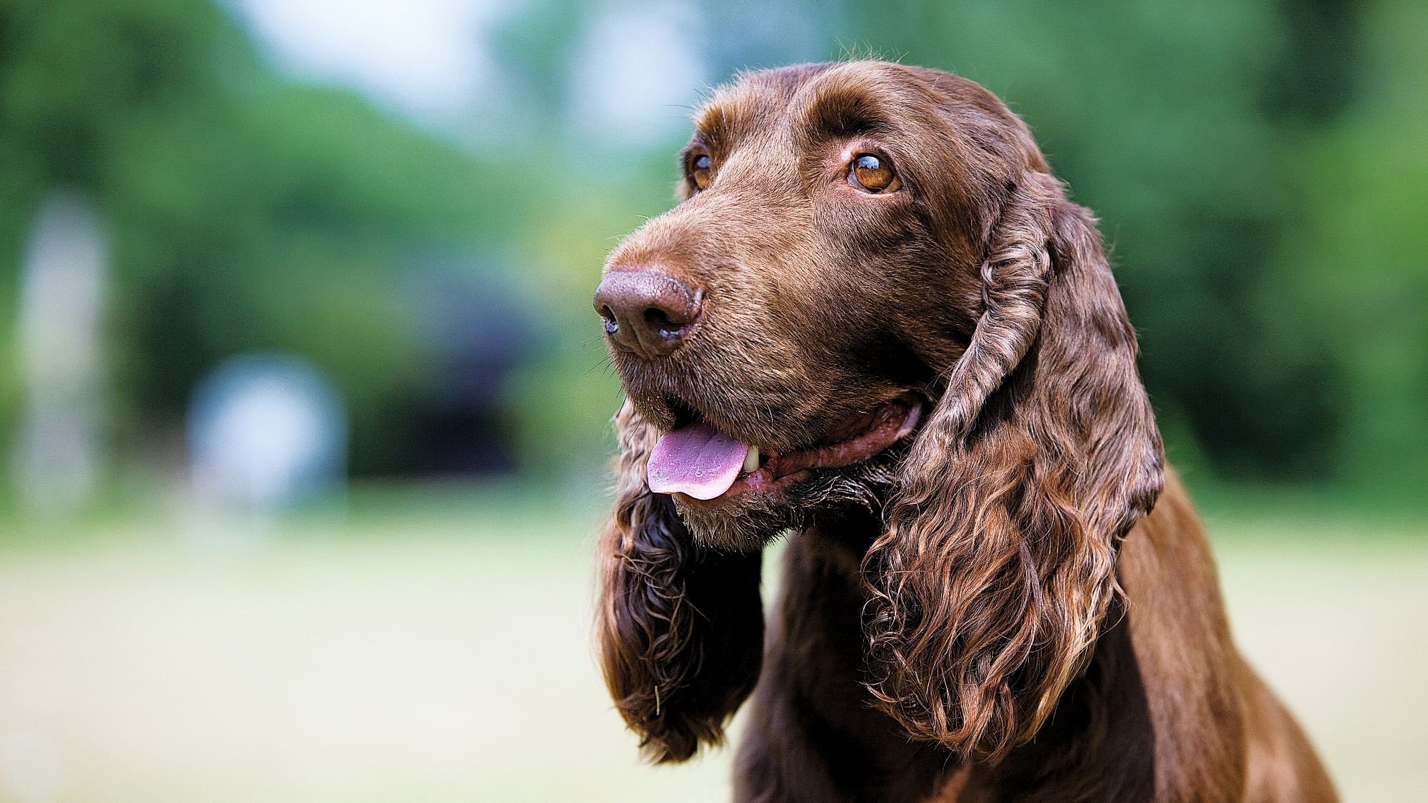 Close-up of a brown Field Spaniel with tongue wagging 