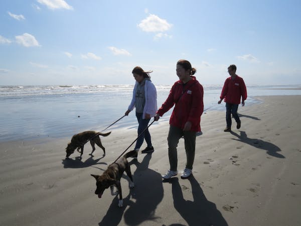 269-japan-local-ca-dog-walking