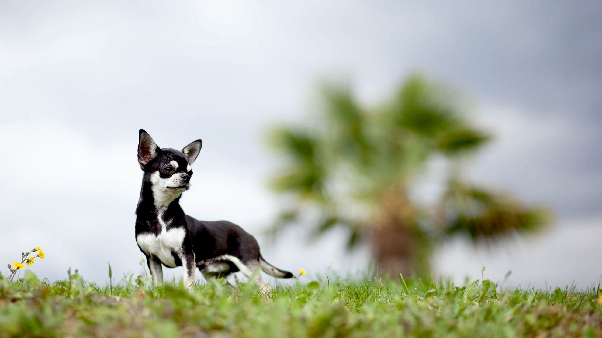 Chihuahua de pie en la colina investigando la distancia