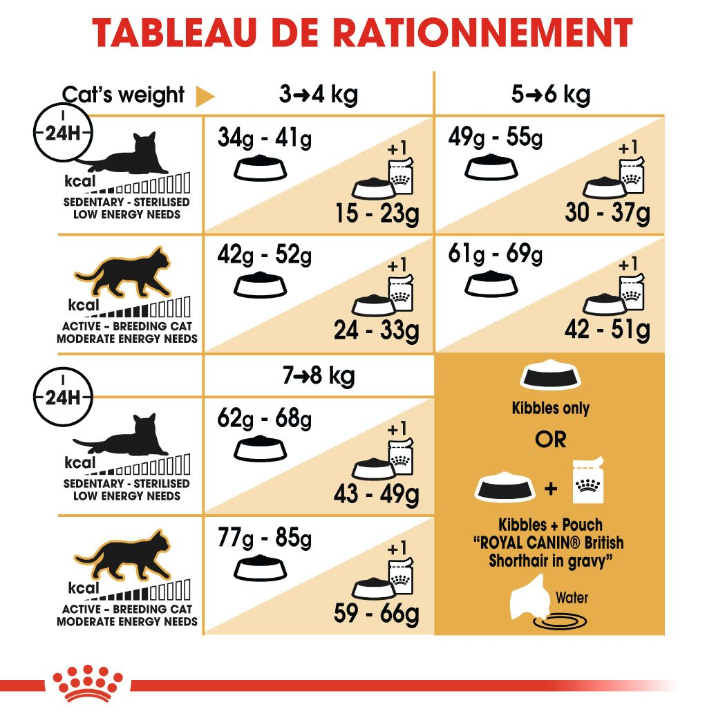 British Shorthair Adulte