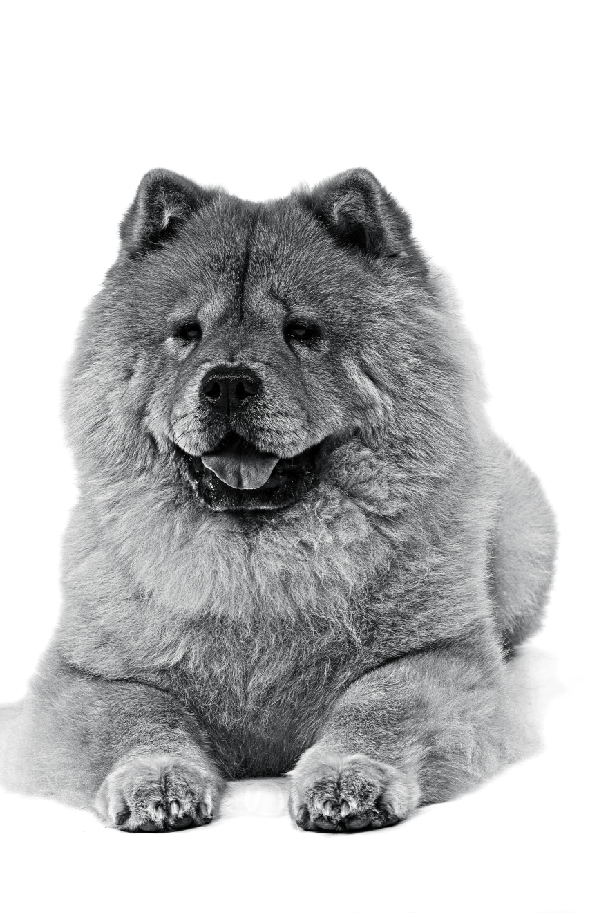 Portrait en noir et blanc d'un chow-chow assis