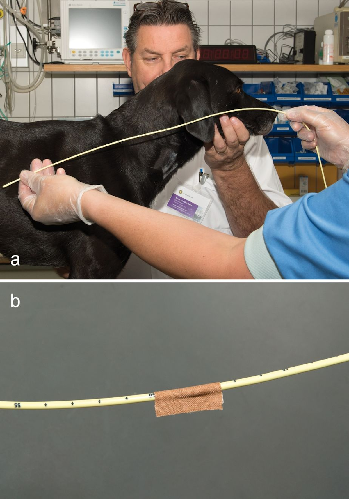 Determine the length of the feeding tube (a) and mark the point it will exit the nose with a butterfly tape (b).