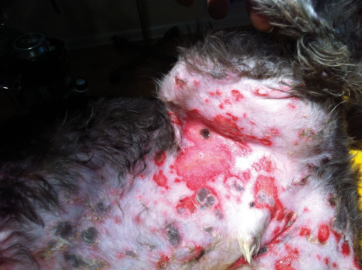 Figure 12. A CADR which presented as erythema multiforme in a dog. Note the targeted, slightly raised ulcers with a pigmented center, and flat annular erythemic and ulcerated macules that coalesce and spread peripherally in the groin. An anti-seizure medication was implicated.© Patricia D. White