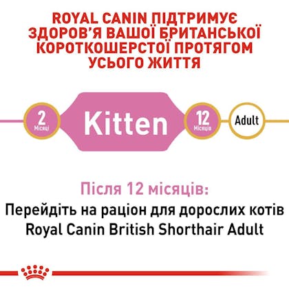 RC-FBN-KittenBritishShorthair_2-UA.jpg