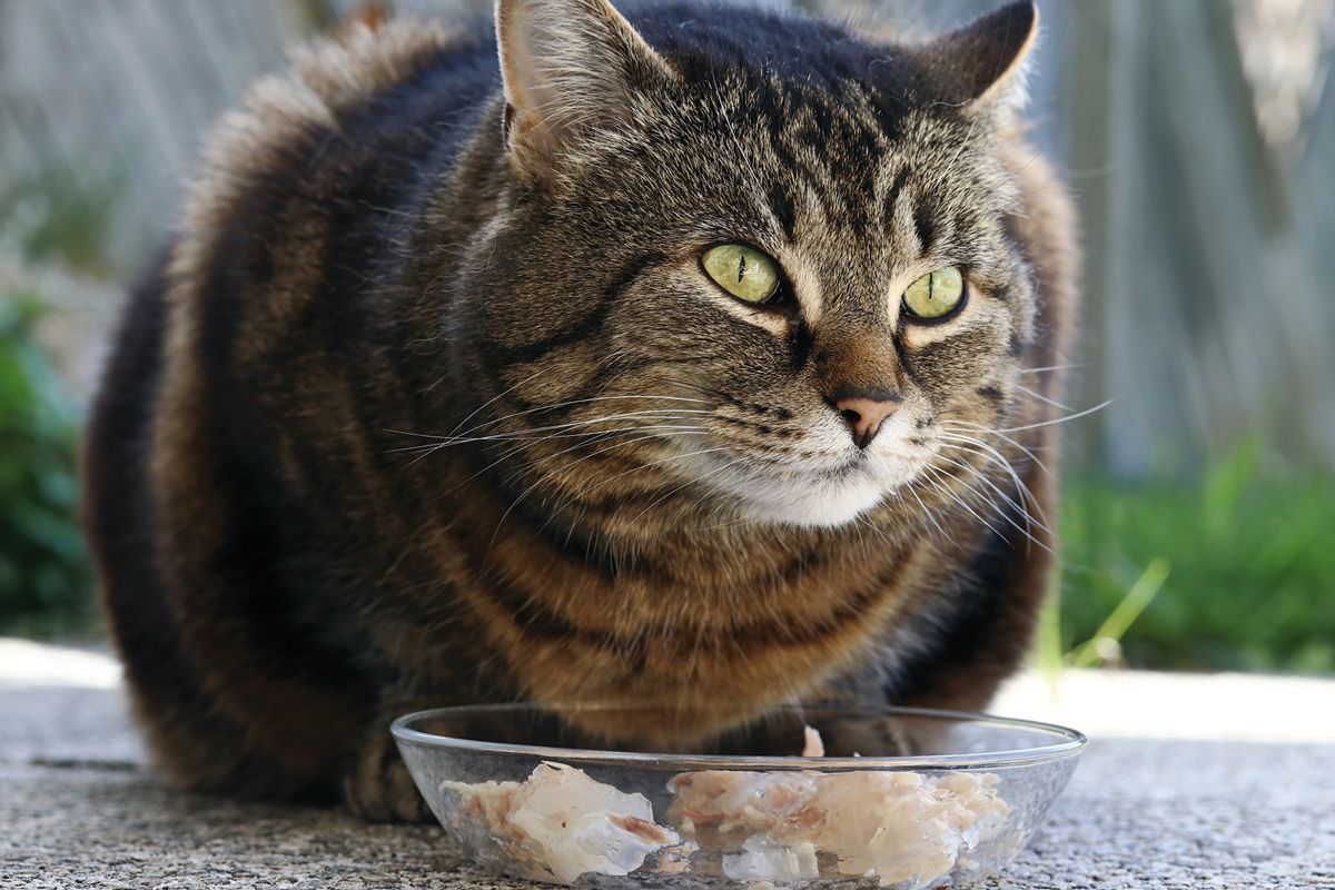Most cats with type 2 diabetes are at least mildly obese, and it is essential to ensure that they are offered a diet which is specifically designed to help them lose weight.