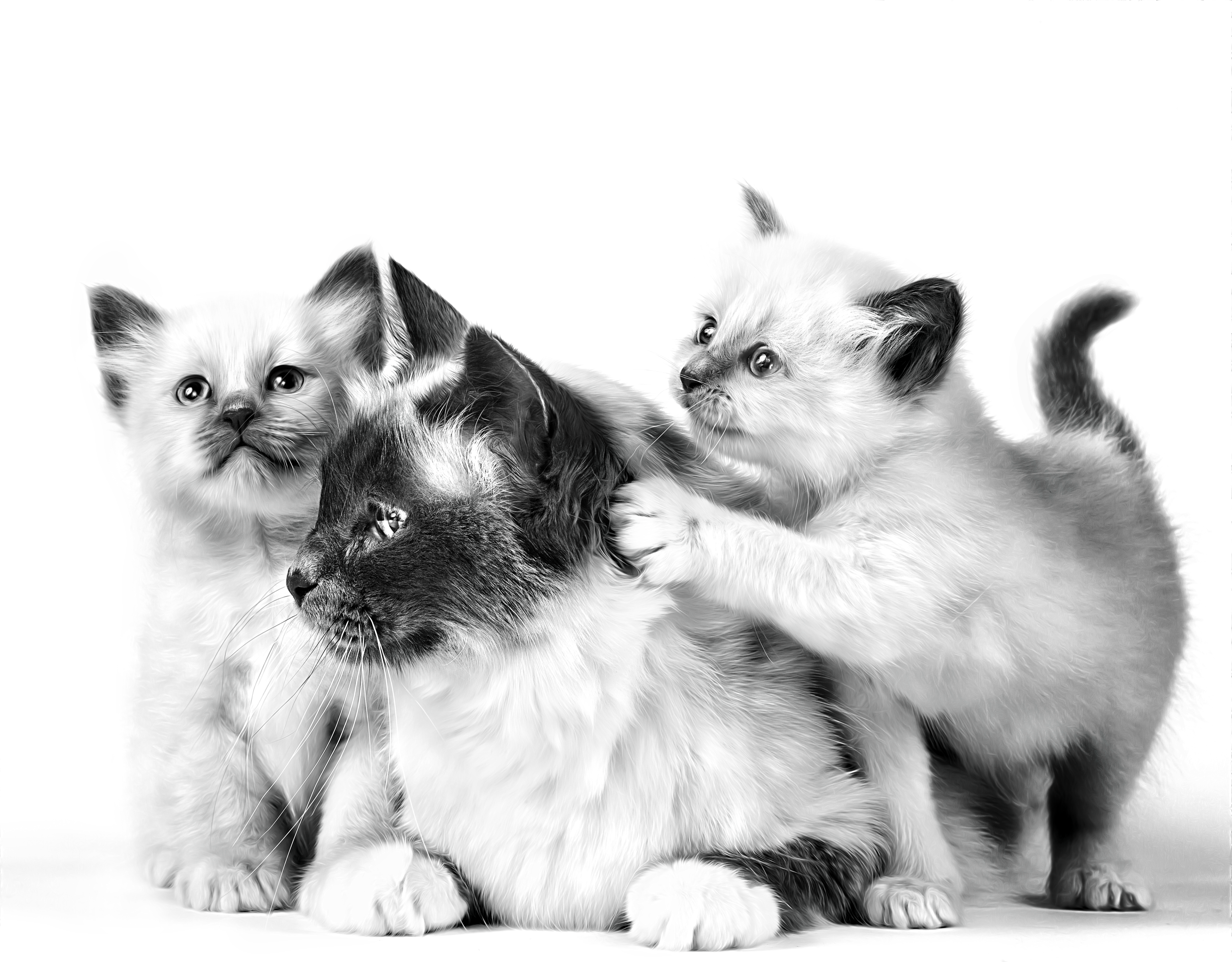 Sacred Birman mother with two kittens in black and white on a white background