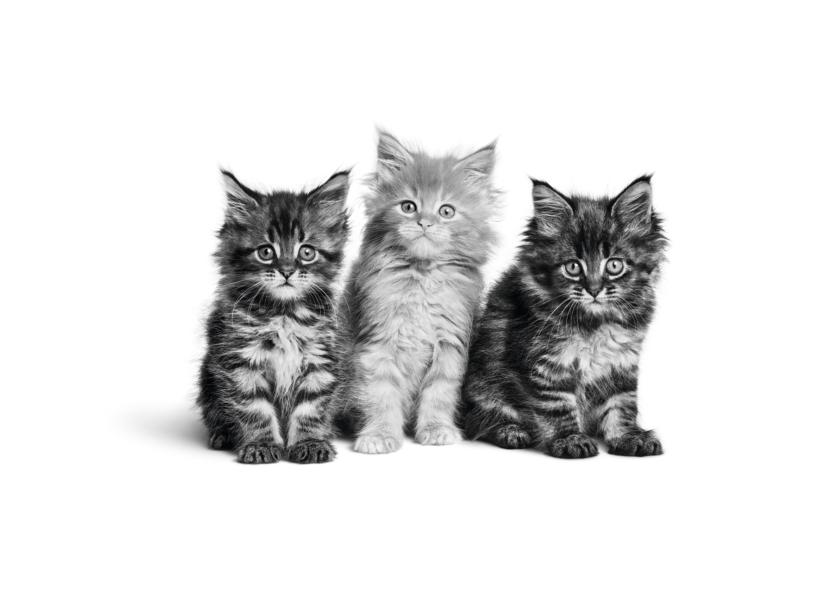 Chatons maine coon assis en noir et blanc sur fond blanc