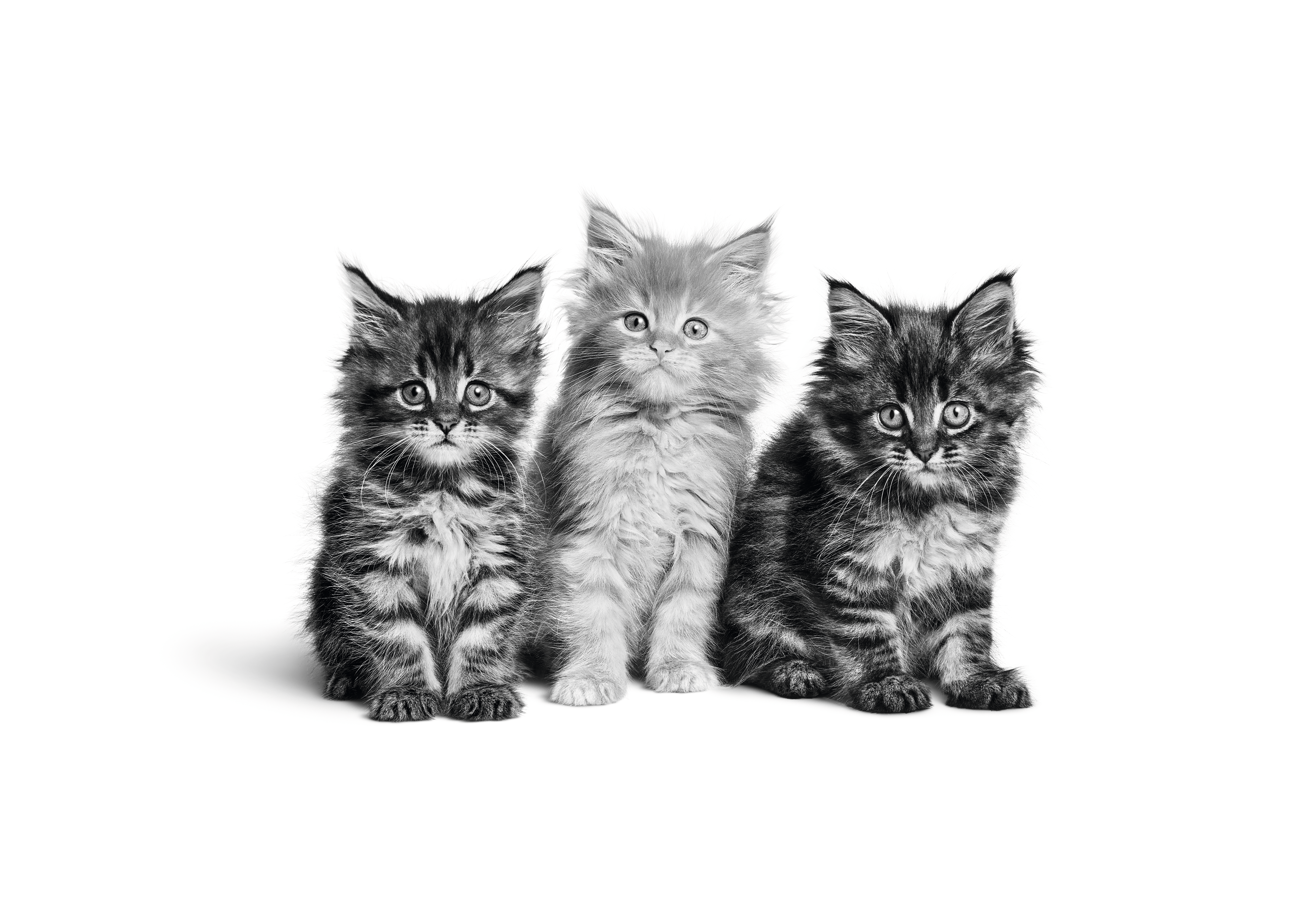 Gatitos de Maine Coon sentado en blanco y negro sobre un fondo blanco