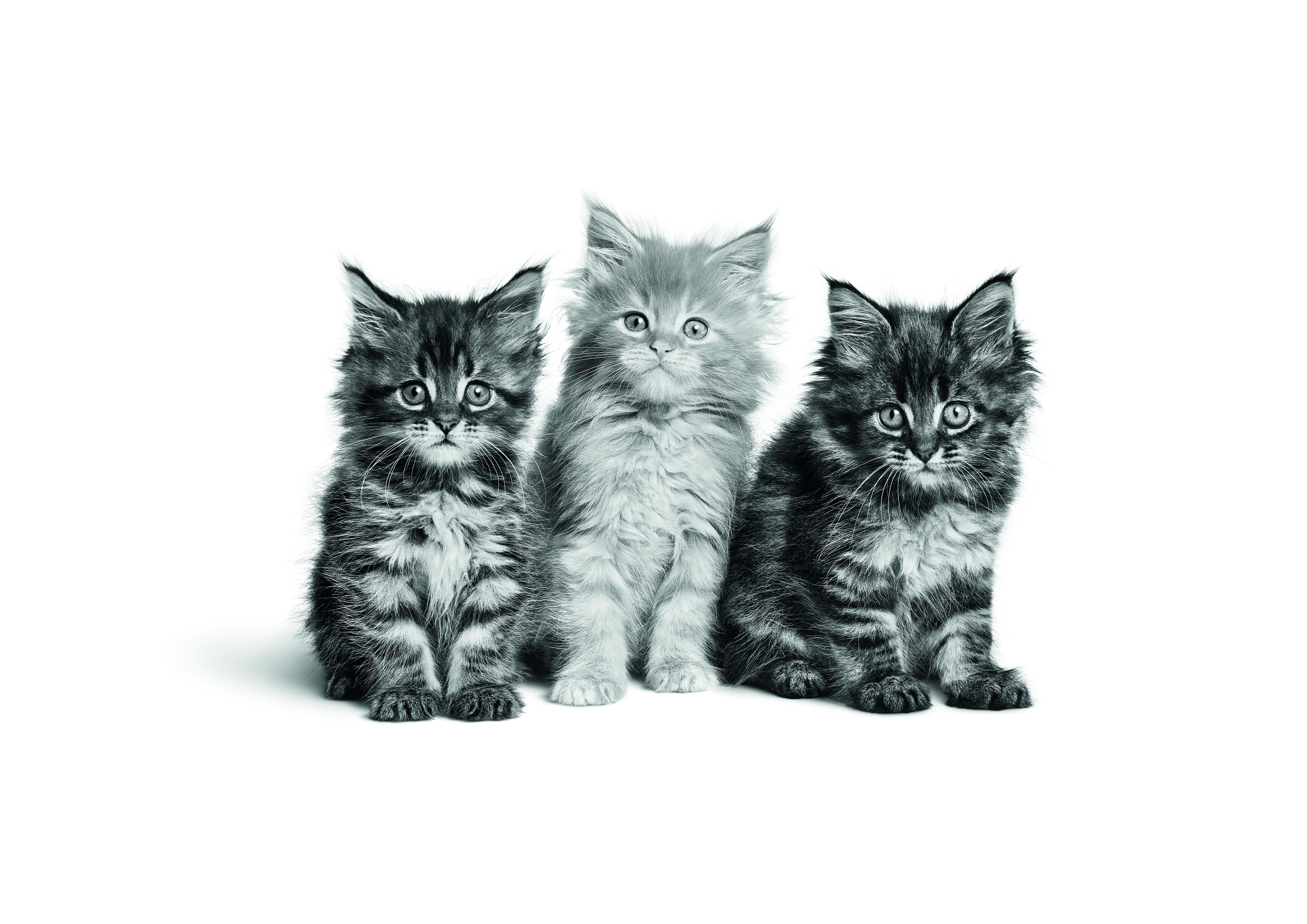 Three Maine Coon kittens sitting in black and white on a white background
