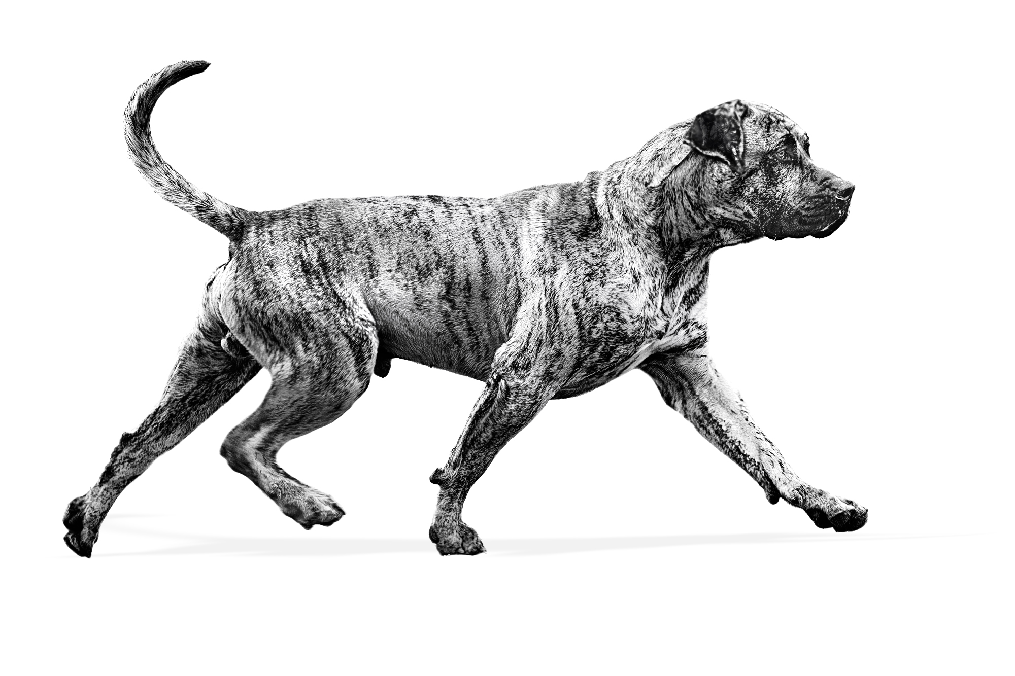 Взрослая собака дого канарио, черно-белое изображение