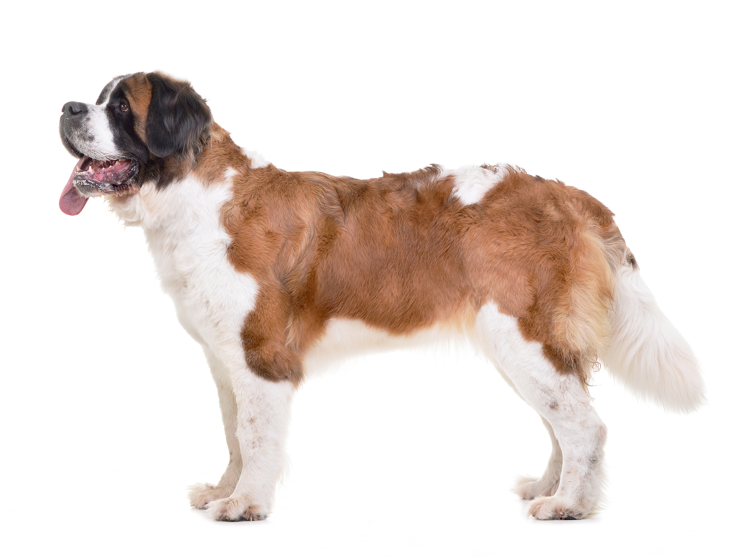 Saint Bernard