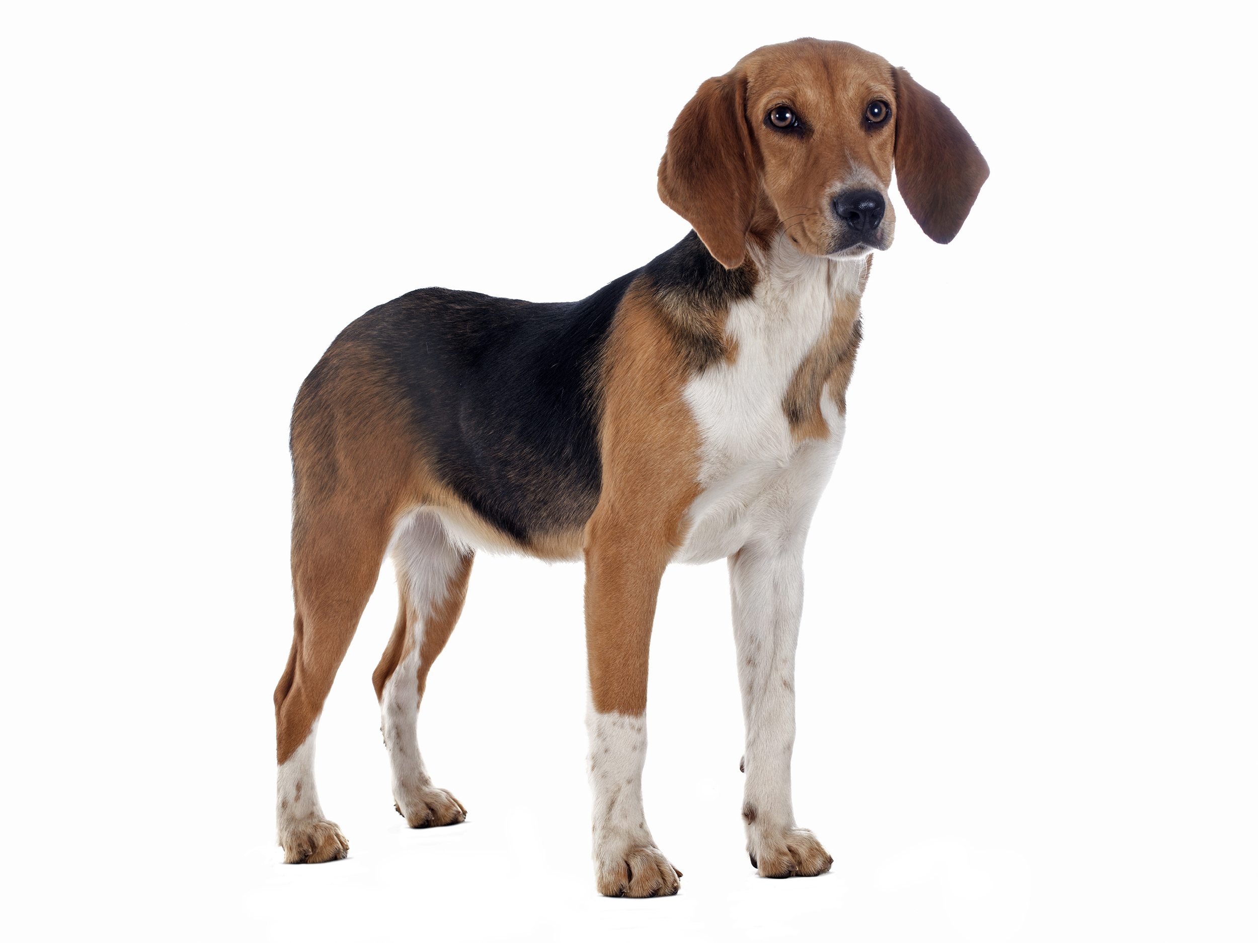 Beagle Harrier adult in black and white