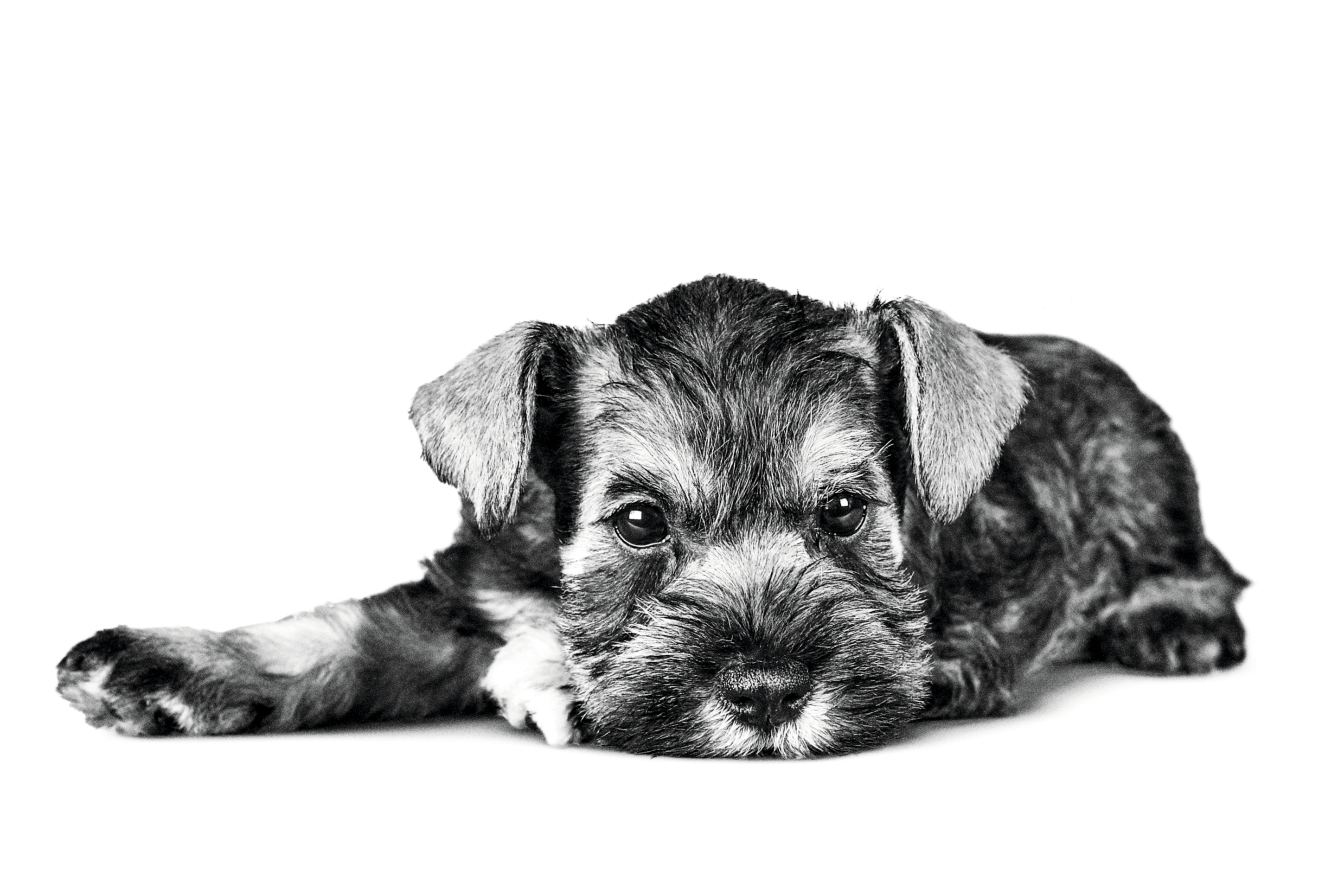 what is the best food for schnauzer puppies