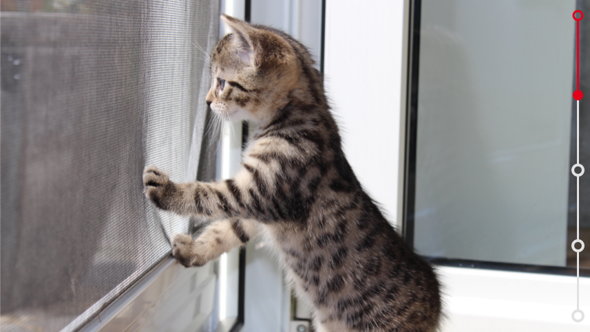 kitten in the windows