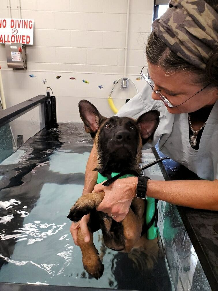 Cucciolo di cane da lavoro militare statunitense in pausa tra una breve sessione di nuoto e l'altra.