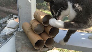 Juguetes dispensadores de comida para gatos