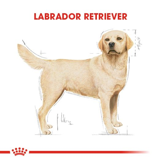 Labrador Retriever Adult