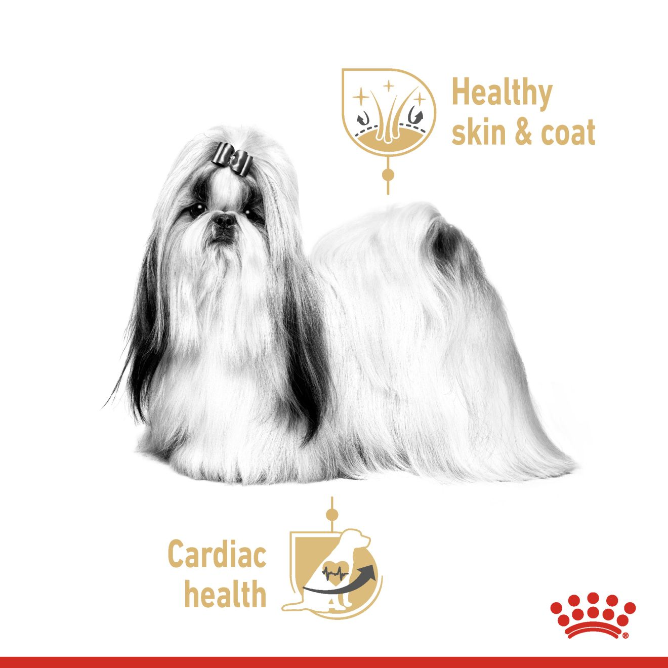 SHIH TZU ADULT MOUSSE