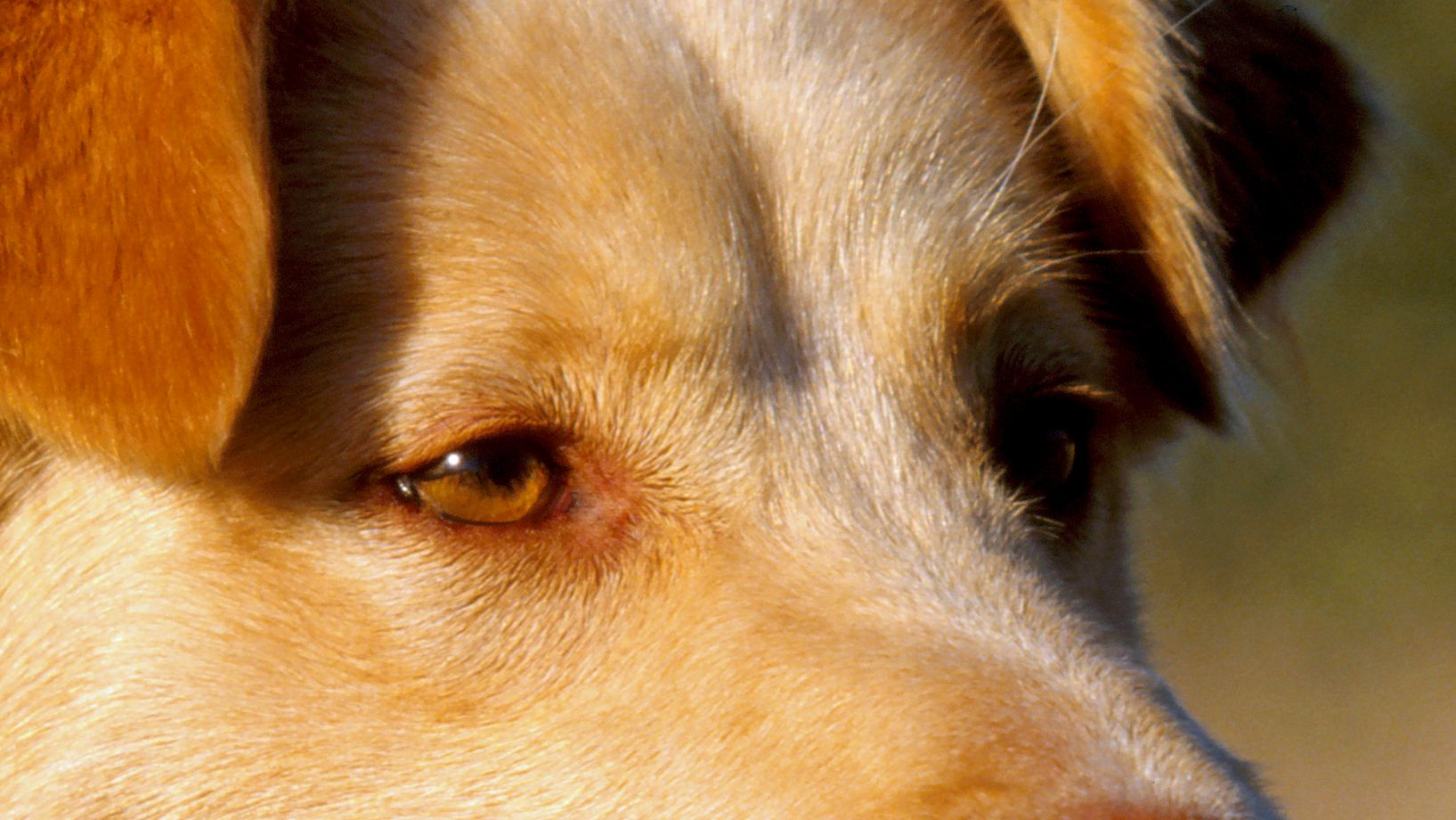 Close-up on the eyes of an Aidi puppy