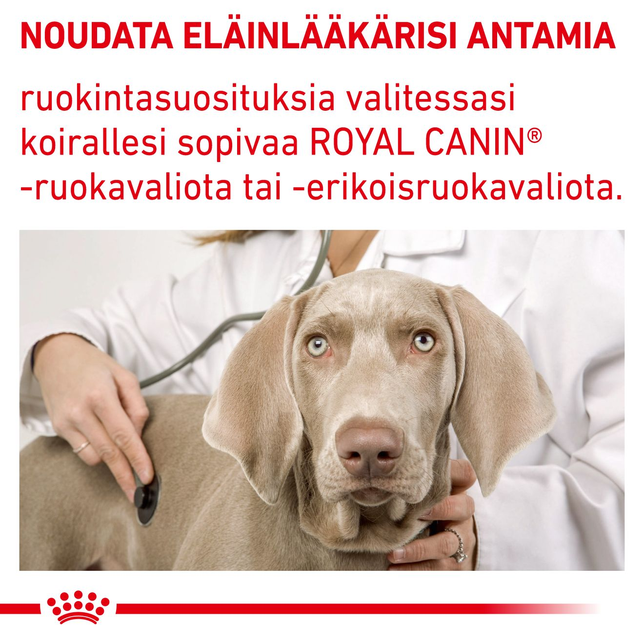 Health Dental Small Dog