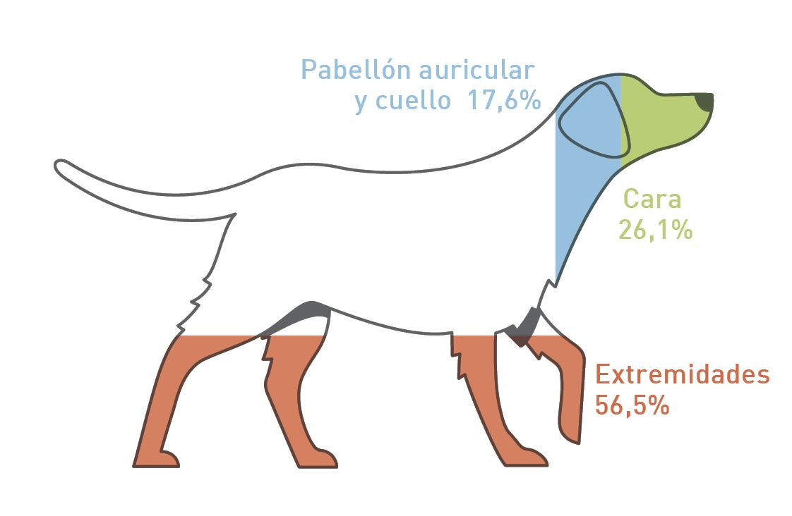 Distribución de las lesiones corporales tras la provocación alimentaria