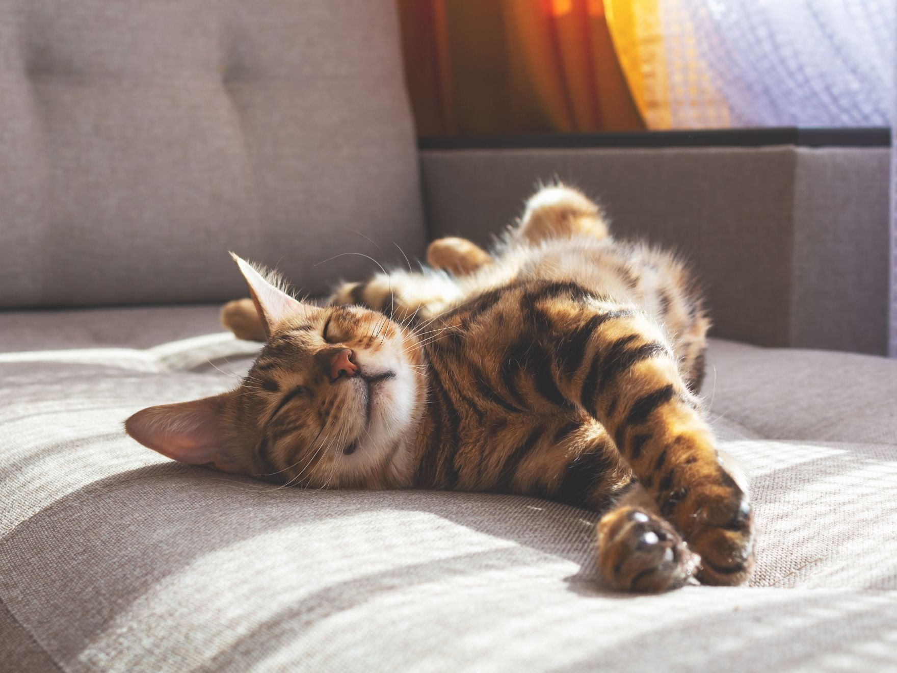 Chat du Bengale allongé sur un canapé