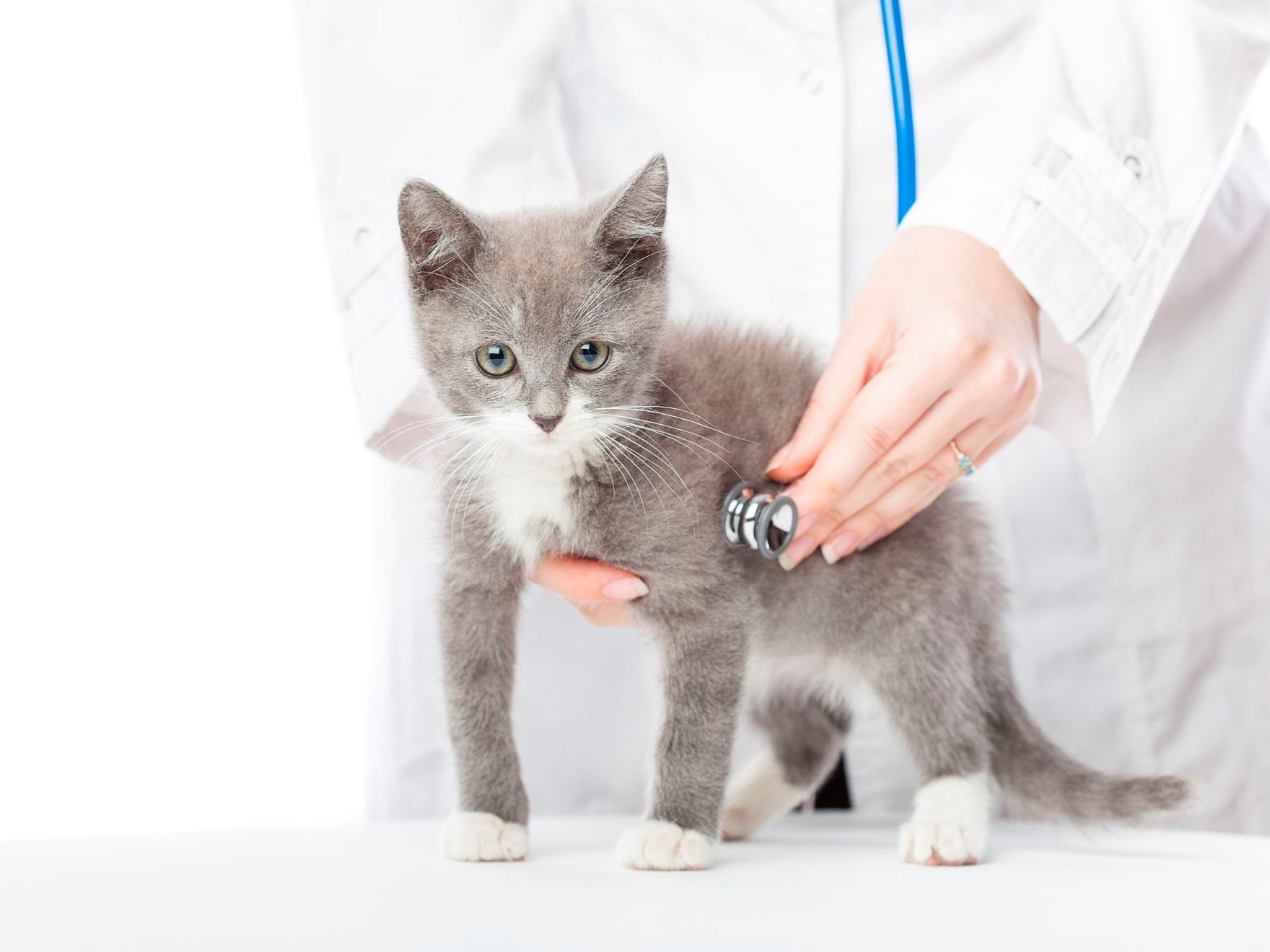 Veterinario che visita un gattino con lo stetoscopio