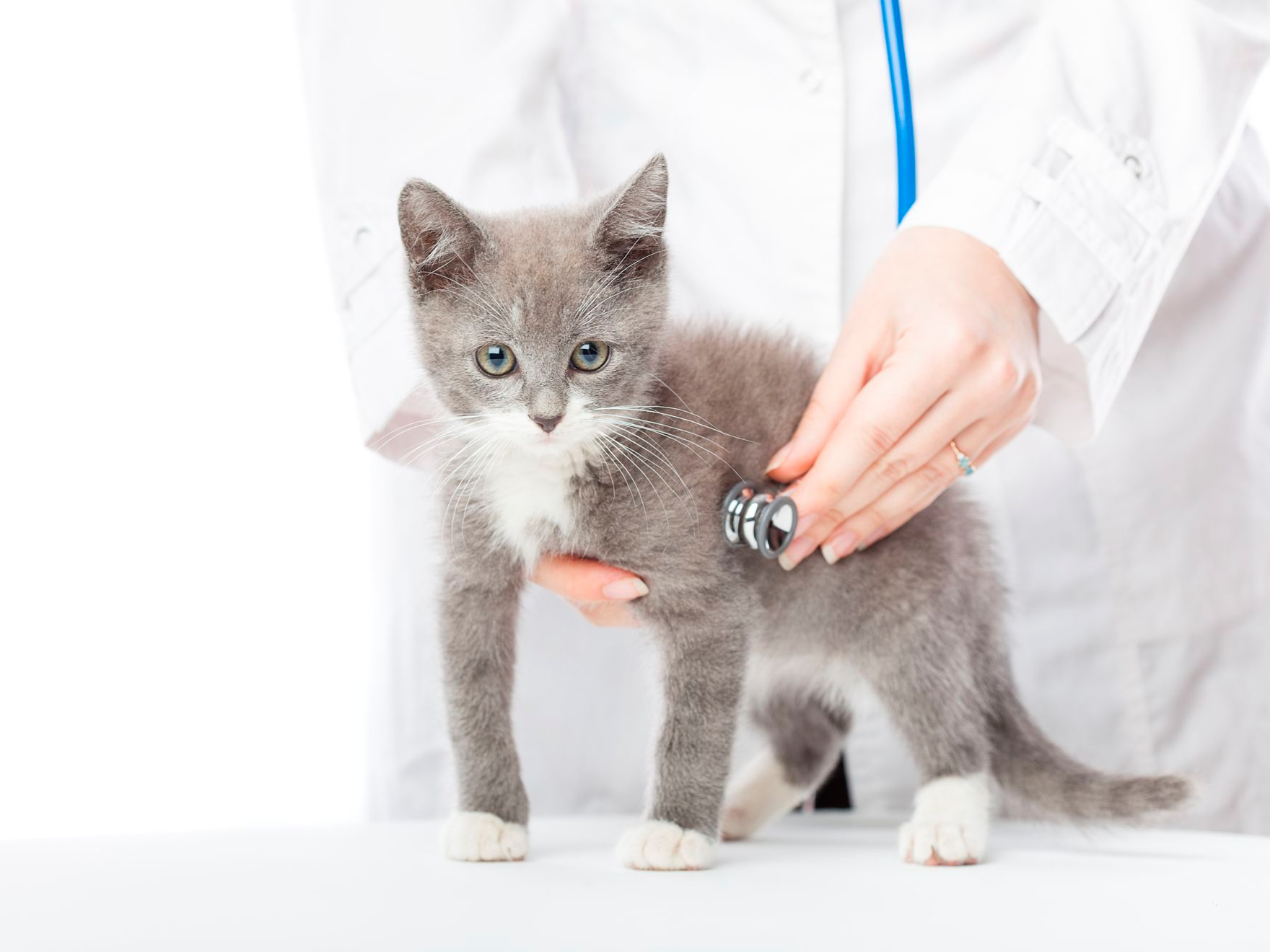 Veterinario con estetoscopio y gatito