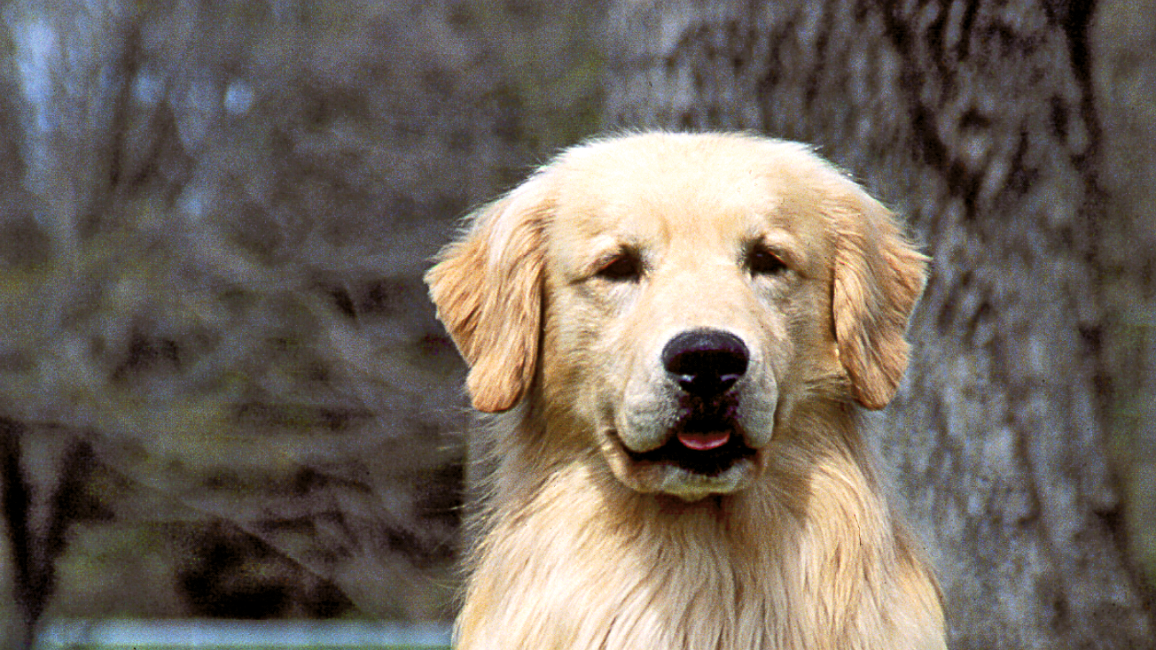 Golden Retriever em pé na relva e flores amarelas