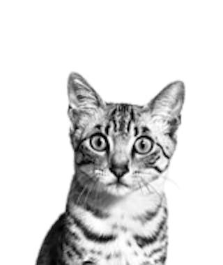 Curious Egyptian Mau cat